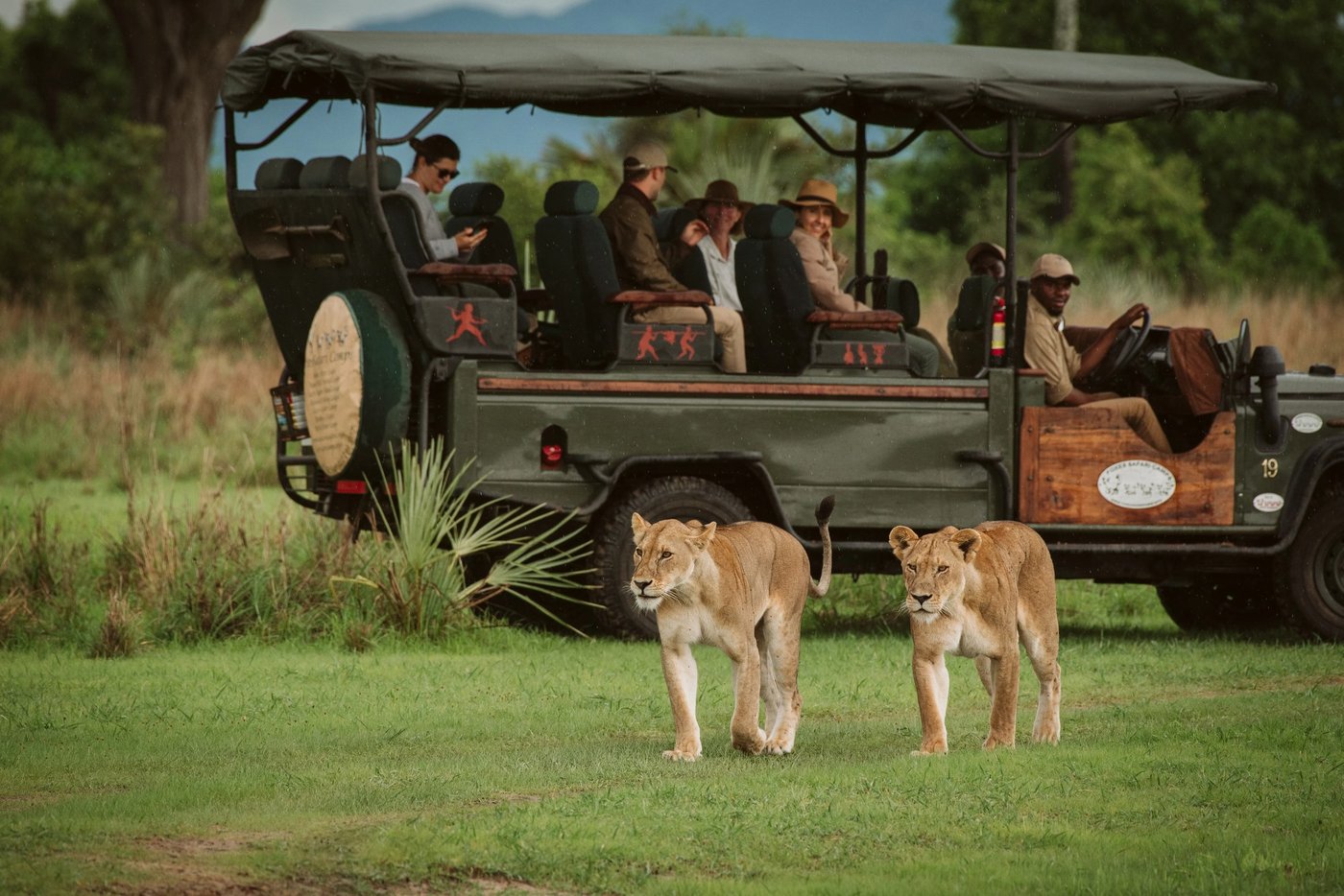 Twee leeuwinnen lopen langs het open safari-voertuig op Katavi Wildlife Camp