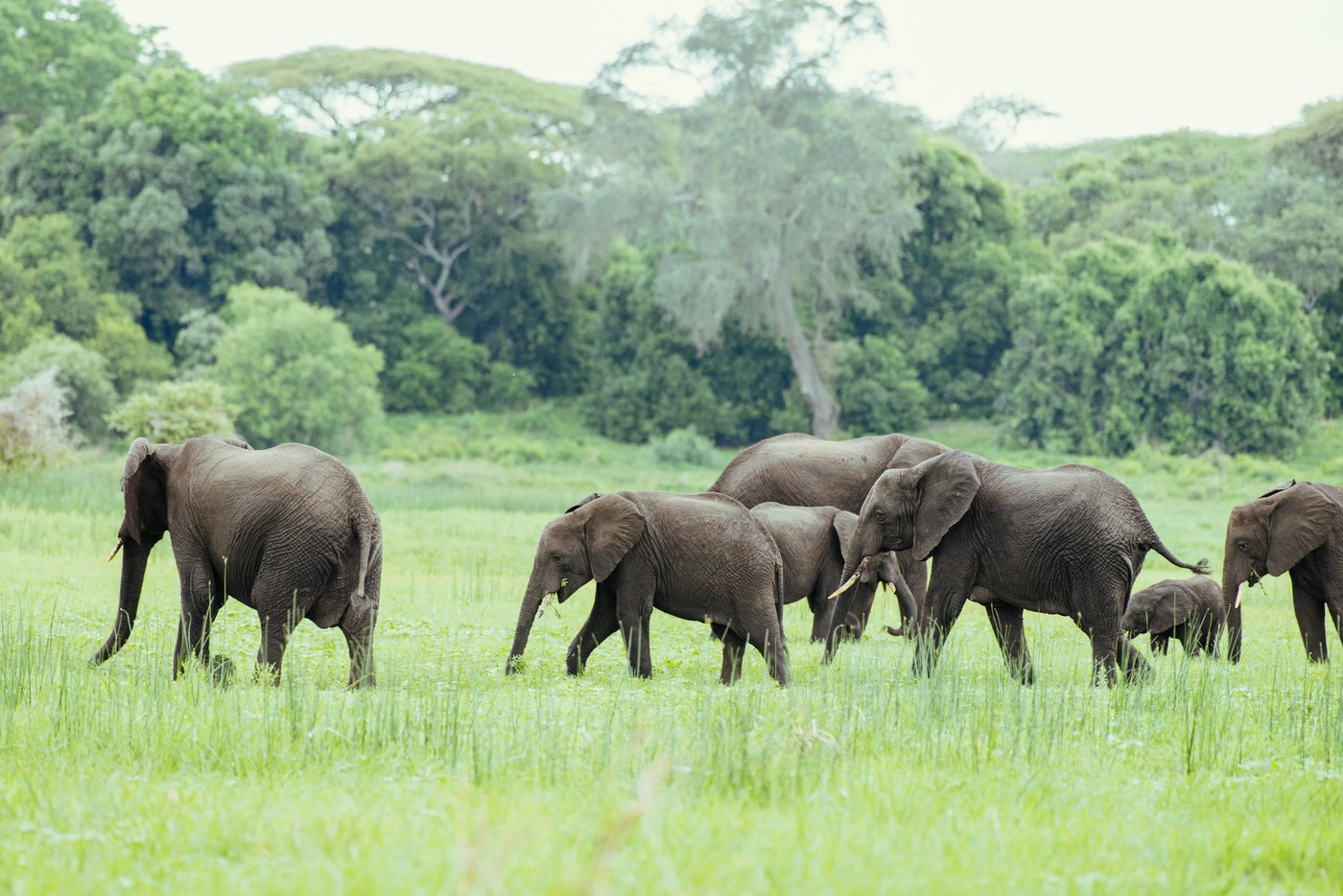 Een kudde olifanten steekt open graslanden over bij Katavi Wildlife Camp