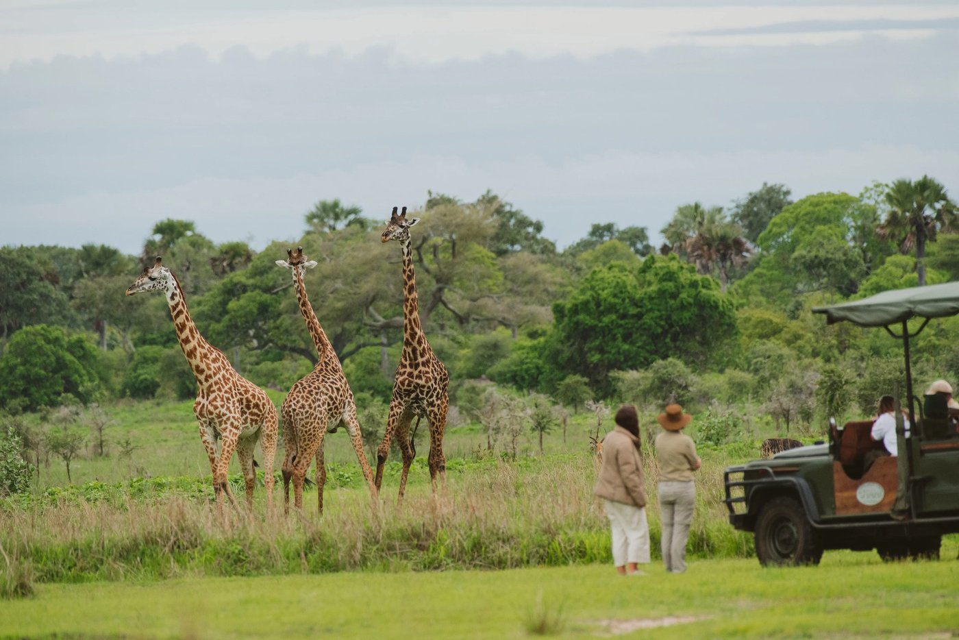Gasten te voet kijken naar drie giraffen bij het voertuig op Katavi Wildlife Camp